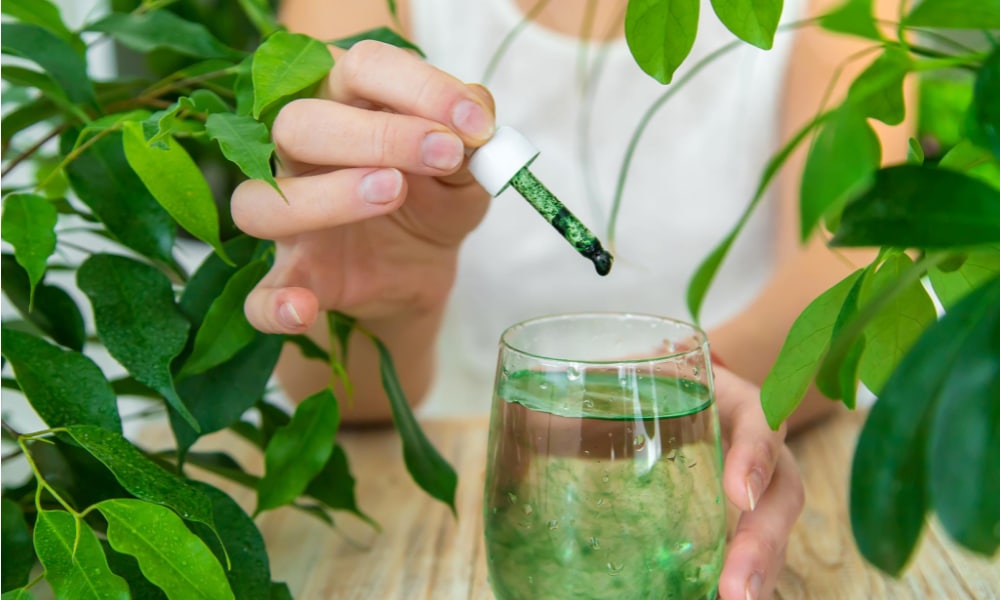 Can You Take Liquid Chlorophyll While Breastfeeding